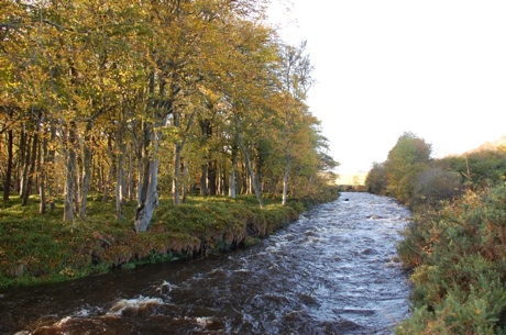 Birch Trees Across the Dunbeath Water 460.jpg